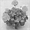 plant%20named%20%27PEQZ0006%27