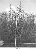 plant%20named%20%27Nile%20Fiber%27