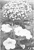 plant%20named%20%27Sunbelku%203382%27