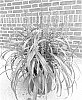 plant%20named%20%27ET-LIR%201%27