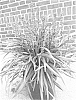 plant%20named%20%27ET-LIR%202%27