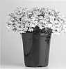 plant%20named%20%27KLELE12473%27