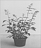 plant%20named%20%27SAL010-1%27