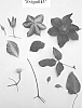Clematis%20plant%20named%20%27Evipo043%27
