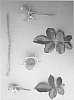 Floribunda%20rose%20plant%20named%20%27U.F.O.%27