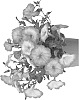 plant%20named%20%27Fipetparpunch%27