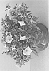 plant%20named%20%27PBLYG39-0%27