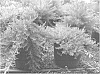 plant%20named%20%27H22%27