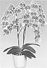 orchid%20plant%20named%20%27Sparkle%27