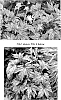 plant%20named%20%27Garden%20Angel%20Silver%27