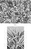 plant%20named%20%27HinesAg1%27