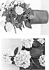 Hydrangea%20macrophylla%20%27Monmar%27