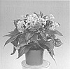Celosia%20hybrida%20%27Zancetopicsun%27