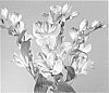 Alstroemeria%20hybrida%20%27Zalsabri%27