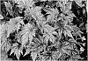 Begonia%20hybrid%20%27Garden%20Angel%20Blush%27