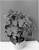 Begonia%20hiemalis%20%27BKPBEEVR%27