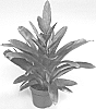 Vriesea%20hybrid%20%27V821-1%27