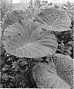 Colocasia%20hybrid%20%27Noble%20Gigante%27