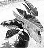 Alocasia%20hybrid%20%27Zulu%20Mask%27