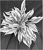 Hosta%20hybrid%20%27Bright%20Star%27