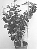 Mandevilla%20plant%20named%20%27HOTLIPS%27