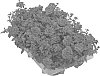 Verbena%20plant%20named%20%27KLEVP12432%27