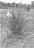 Uniola%20paniculata%20%27LA12-203%27