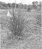 Uniola%20paniculata%20%27LA12-201%27