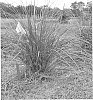 Uniola%20paniculata%20%27LA12-202%27