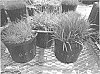 Zoysia%20%27BK-9%27