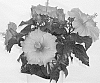 Hibiscus%20rosa-sinensis%20%27Juno%27