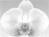 Phalaenopsis%20hybrid%20%27Patience%27
