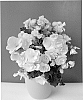 Begonia%20hiemalis%20%27BKPBEELM%27