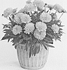 Coreopsis%20grandiflora%20%27DECOREO16%27