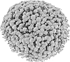Chrysanthemum%20x%20morifolium%20%27Fimmsunbro%27