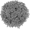Chrysanthemum%20x%20morifolium%20%27Fimmerdabro%27
