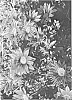Gazania%20splendens%20%27LOMGAZREBR%27