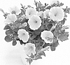 Petunia%20x%20hybrida%20%27Duesuryel%27