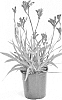 Anigozanthos%20hybrid%20%27Rambotation%27
