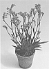 Anigozanthos%20hybrid%20%27Rambofling%27