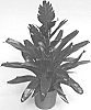 Vriesea%20hybrid%20%27V800-1%27