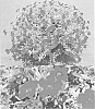 Calibrachoa%20sp.%20%27Sunbelku%207372%27