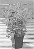 Corydalis%20flexuosa%20x%20elata%20%27COURIBLUE%27