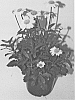 Leucanthemum%20hybrid%20%27LDDWH02-2%27