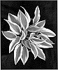 Hosta%20hybrid%20%27Sleeping%20Star%27