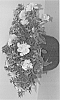 Petunia%20hybrid%20%27PBLLV40-0%27