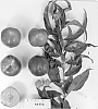 Prunus%20persica%20var.%20nucipersica%20%27Sunectwentyfour%27