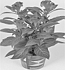 Celosia%20argentea%20%27Twisted%27
