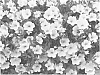 Calibrachoa%20sp.%20%27KLECA12235%27