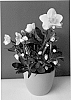 Helleborus%20niger%20%27COSEH%201030%27